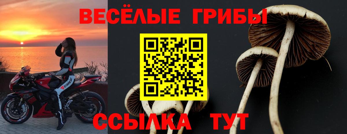 Псилоцибиновые грибы мицелий  Вход с VPN  Сертолово  Псилоцибиновые грибы Cubensis 